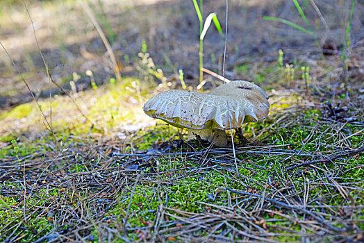 白蘑菇,树林,绿色,苔藓
