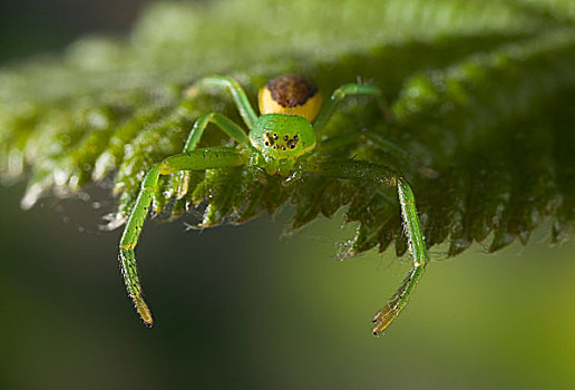 蟹蛛,女性,保护色,绿叶,欧洲