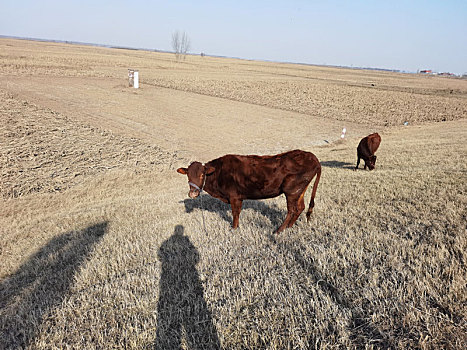 黄牛,放牛,牛犊,放牧,放养牛,小牛犊,土黄牛,牛犊子,小黄牛,放养土黄牛,吃草的牛,生态黄牛