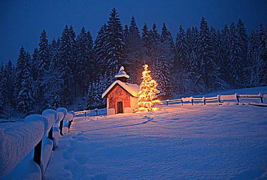 小教堂,圣诞树,巴伐利亚,德国,欧洲