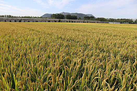 山东省日照市,万亩水稻喜获丰收,城里娃用画笔描绘乡村丰收美景
