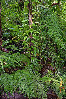 密集,蕨类,遮盖,矮树丛,低地,雨林,巴布亚新几内亚
