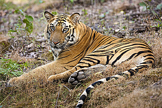 成年,虎,班德哈维夫国家公园,躺着,地面