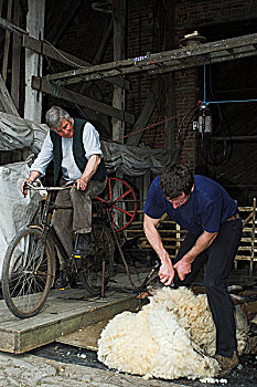 剪羊毛,旧式,自行车,机器