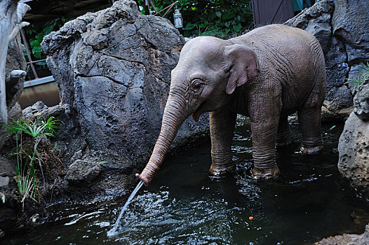 水的,大象