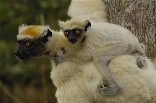 马达加斯加狐猴,紧握,背影,濒临灭绝,东北方,马达加斯加