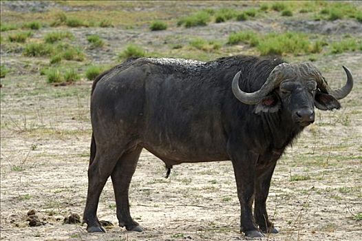雄性动物,非洲水牛,南非水牛,乔贝国家公园,博茨瓦纳