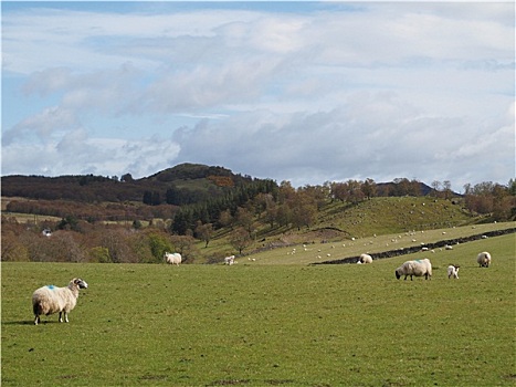 绵羊,草场,西部,山麓,苏格兰