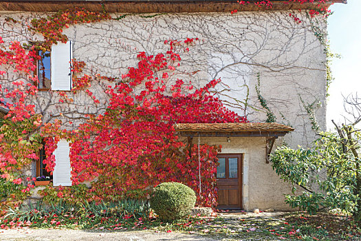 双层居民楼古老的木门和墙上的红叶植物