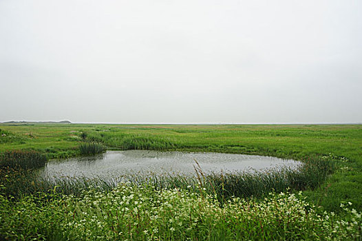 承德,坝上,草原,花海,原野,开阔,河流,植被,牧场