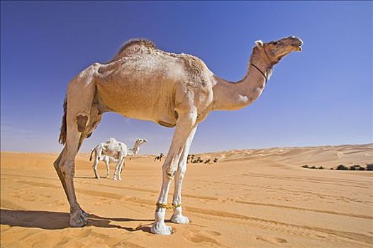 骆驼,利比亚