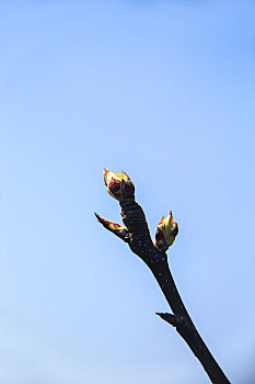 枝头桃花,踏青赏花