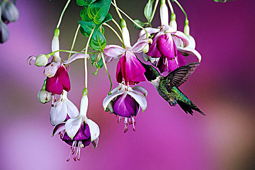 蜂鸟,雄性,杂交品种,紫红色,伊利诺斯