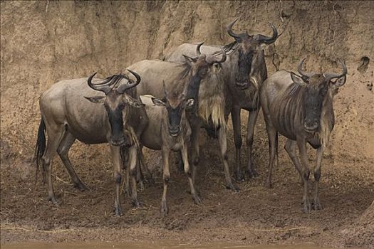角马,蓝角马,马赛马拉国家公园,肯尼亚,东非