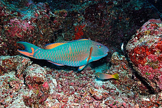 鹦嘴鱼,珊瑚,礁石,马尔代夫