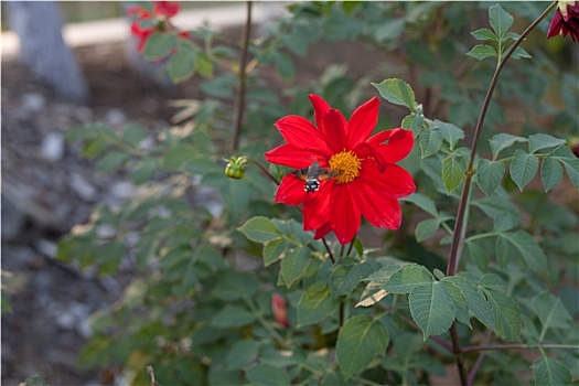 蜂鸟采蜜大丽花