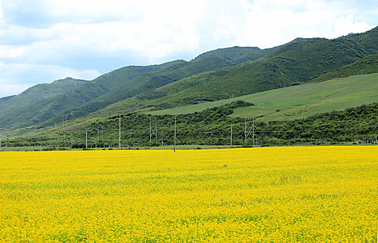 甘南油菜花