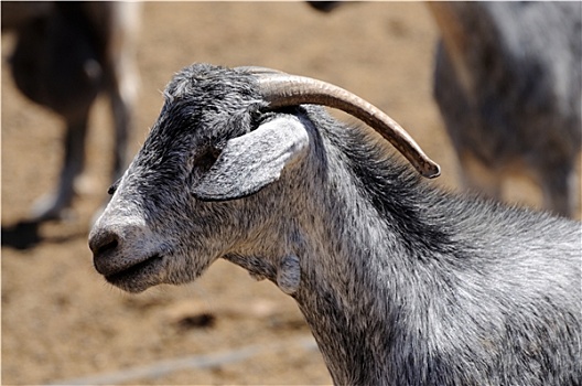 羊,富埃特文图拉岛