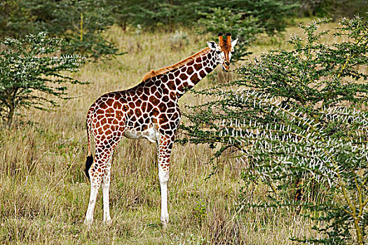 长颈鹿,吃,纳库鲁湖国家公园,肯尼亚