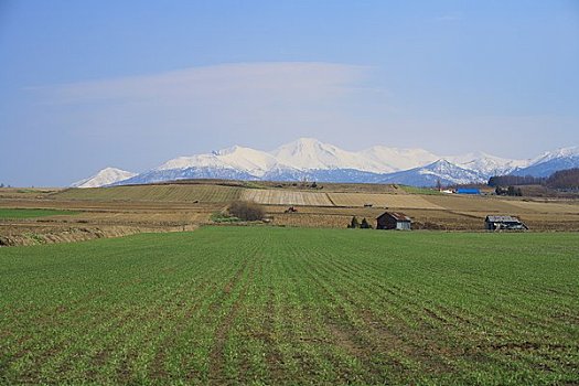 麦田,拖拉机