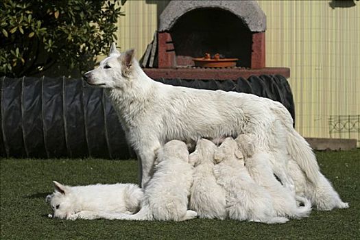 白色,瑞士,母狗,吸吮,小狗,花园