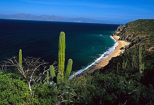 仙人掌,海岸,卡波圣卢卡斯,北下加利福尼亚州,墨西哥