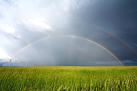一对,彩虹,风暴,上方,小麦田,科罗拉多,美国