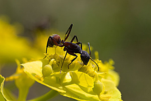 花,蚂蚁,法国