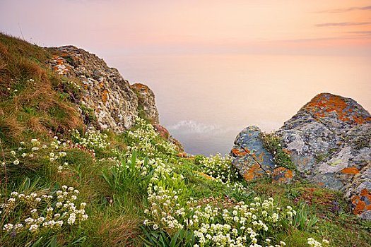 蜥蜴,康沃尔,英格兰,英国