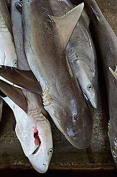 新鲜,抓住,鲨鱼,出售,鱼市,市场,维多利亚,马埃岛,塞舌尔,非洲