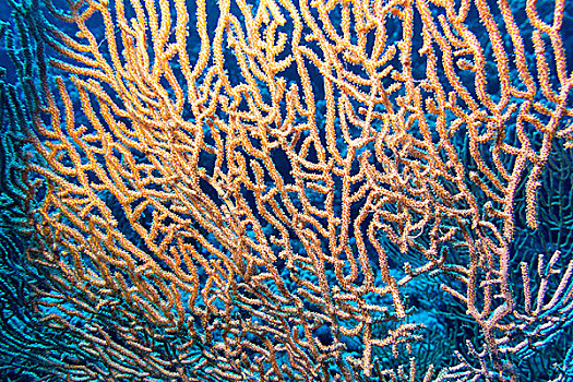 柳珊瑚目,热带,海洋,水下