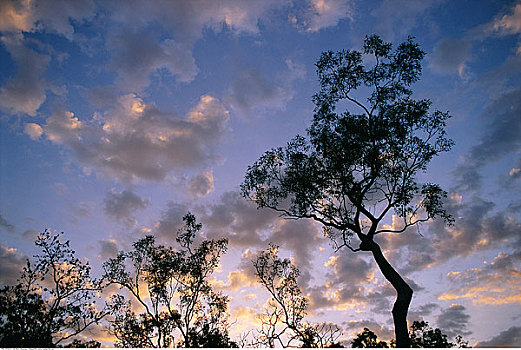 树,天空,卡卡杜国家公园,北领地州,澳大利亚