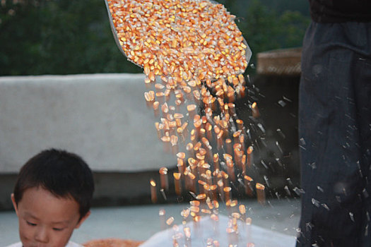 重庆市云阳县外郎乡的收获,晾晒玉米的农民