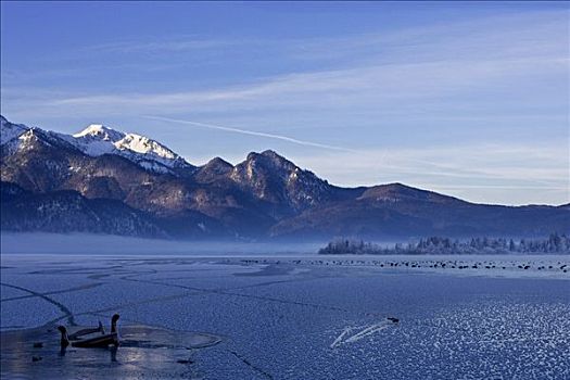 科赫尔湖,老,椅子,湖,上巴伐利亚,德国,冬天