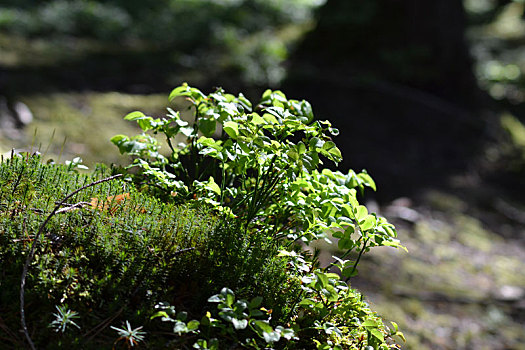 小,灌木,树林,苔藓