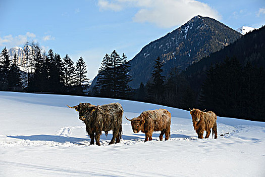 自然,场景,母牛,动物,冬天,雪,山景,背景