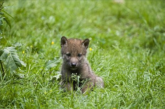 灰狼,狼,小动物,草地,动物园,北方,黑森州,德国