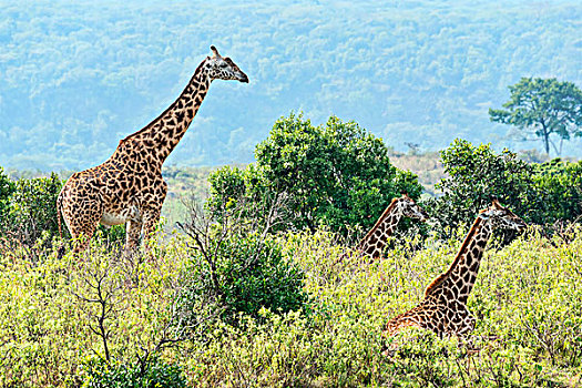 长颈鹿,阿鲁沙,坦桑尼亚,非洲