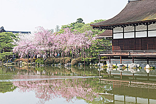 樱花,花园,京都,日本