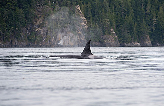 逆戟鲸,港口,加拿大