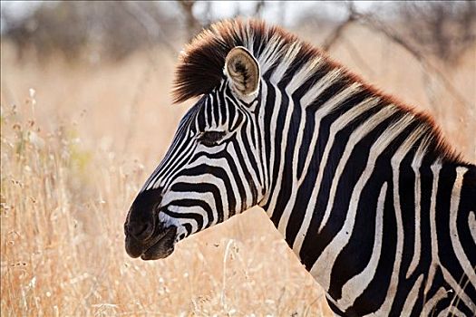 平原斑马,马,斑马,克鲁格国家公园,南非