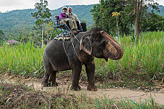 泰国,苏梅岛,旅游,特色,大象,乘,大幅,尺寸