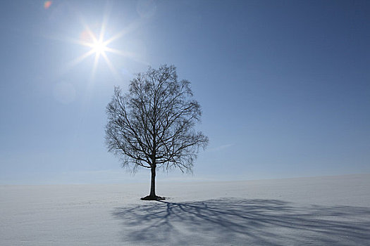 雪中,地点,太阳