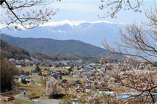 樱花,长野,日本