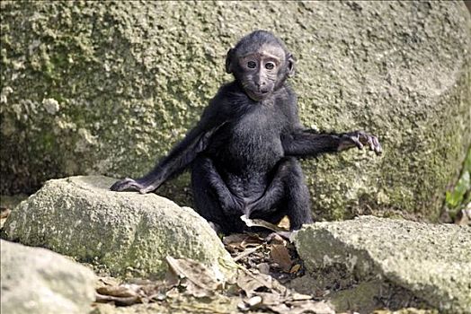 黑色,短尾猿,弥猴属,幼仔,婆罗洲