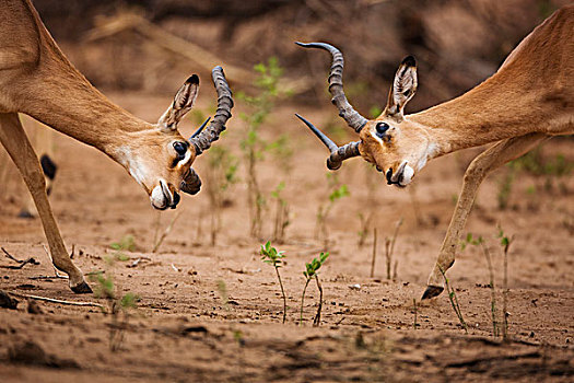 黑斑羚,林波波河,南非