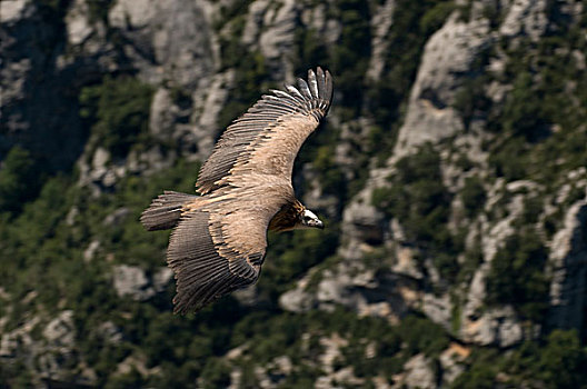 秃鹰,凡尔东峽谷,普罗旺斯,法国