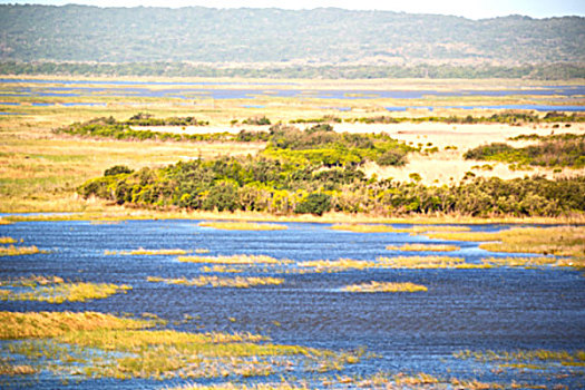 模糊,南非,水塘,湖,自然保护区,灌木