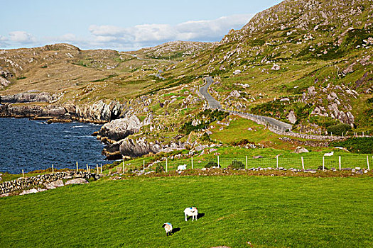 绵羊,放牧,海岸线,科克郡,爱尔兰