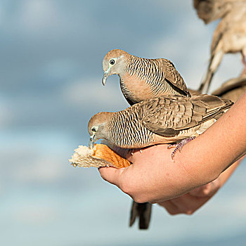 鸽子,喂食,一个人,手,怀基基海滩,钻石海岬,檀香山,瓦胡岛,夏威夷,美国